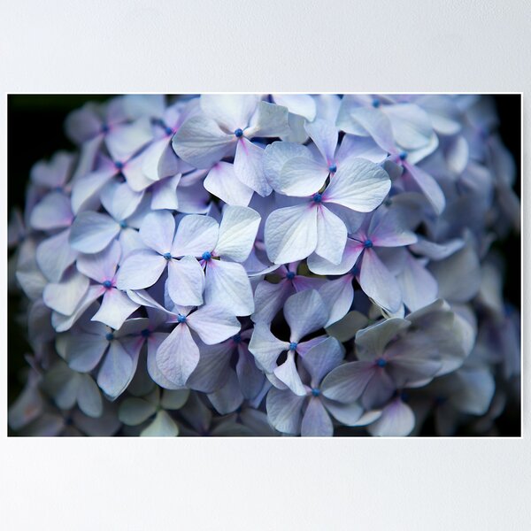 Item preview, Hydrangea Up Close and Personal designed and sold by Kate Lionis.