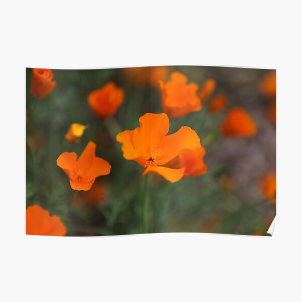 Californian poppies in Bloom Poster