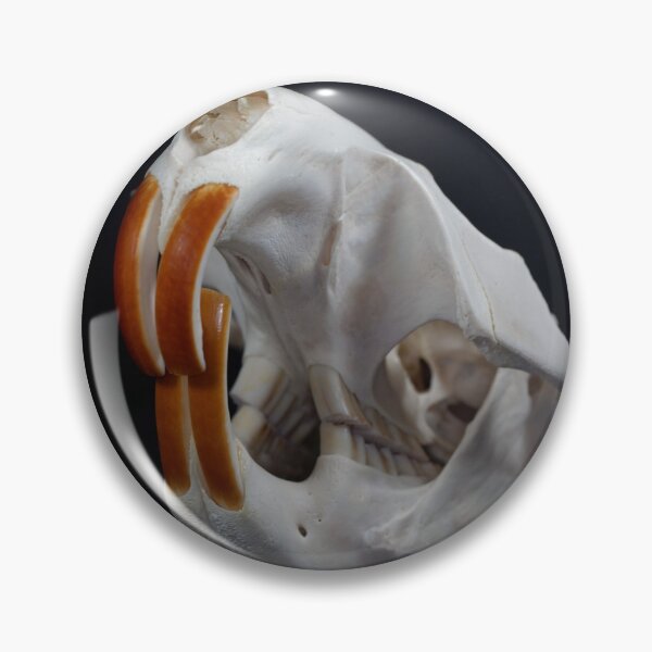 Item preview, Skull of a Eurasian beaver, Castor fiber designed and sold by Zosimus.
