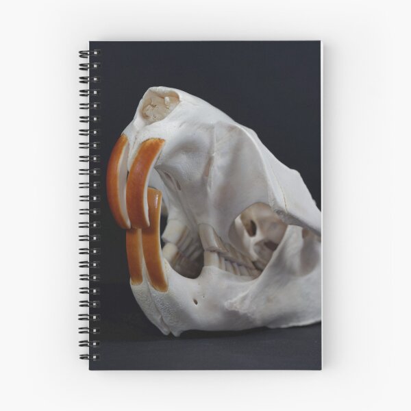 Item preview, Skull of a Eurasian beaver, Castor fiber designed and sold by Zosimus.