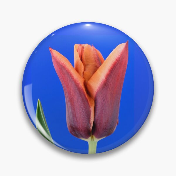 Item preview, Tulipa  'Slawa'  Triumph Tulip  designed and sold by Chris Burrows.