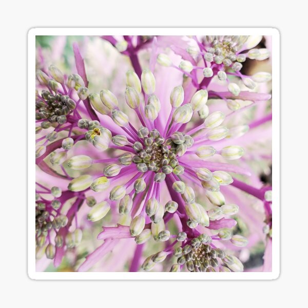 Purple Cabbage Flower Macro Sticker