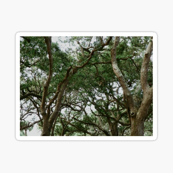 Item preview, Charelston Live Oaks designed and sold by ehitsheath.