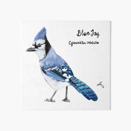 Blue Jay Art Board Print By Motribbz Redbubble