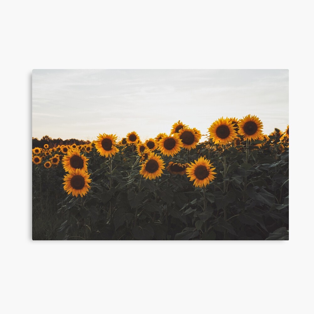 Field of Sunflowers 2