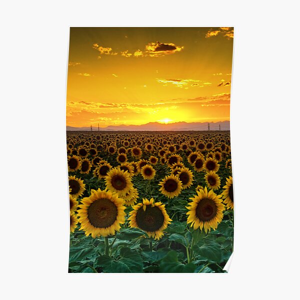 Golden August Poster