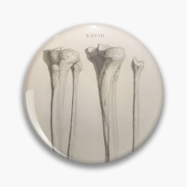 Item preview, Anatomical Bones designed and sold by BlueSpecsStudio.