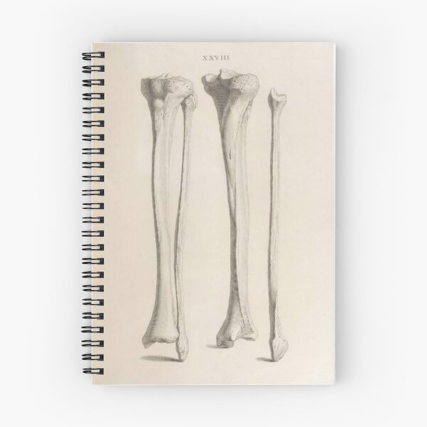 Item preview, Anatomical Bones designed and sold by BlueSpecsStudio.