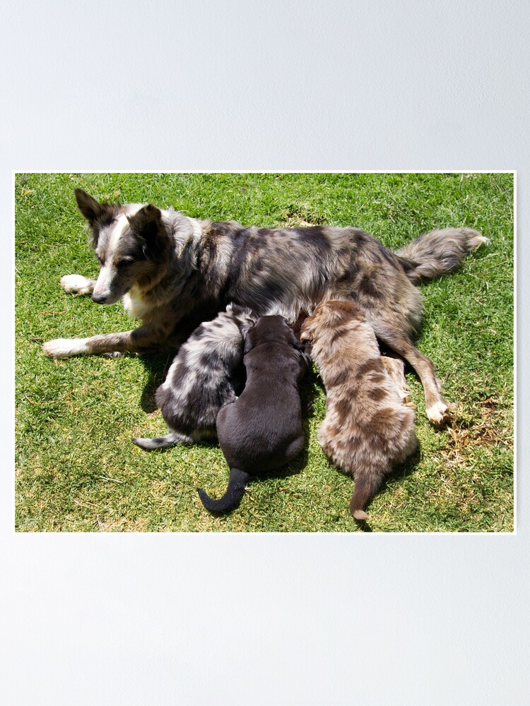 German Coolie Koolies For Sale AUSTRALIAN KOOLIE PUPS