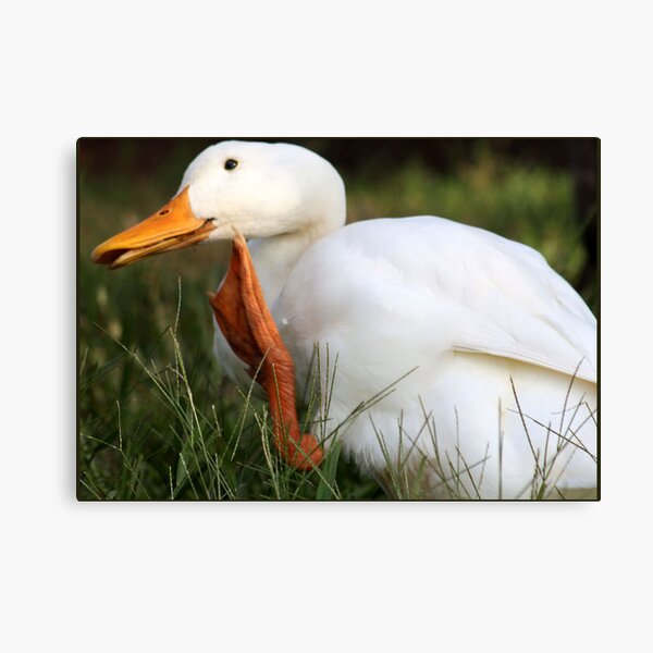 Artikel-Vorschau von The Waving Duck, designt und verkauft von Bami.