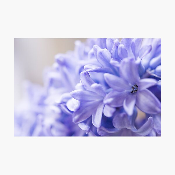 Photographic Print