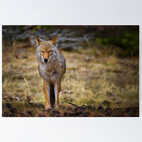 Item preview, The Look Of A Predator designed and sold by John  De Bord Photography.