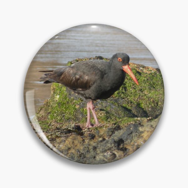 Item preview, Sooty Oystercatcher - in search of food. designed and sold by Trish Meyer.