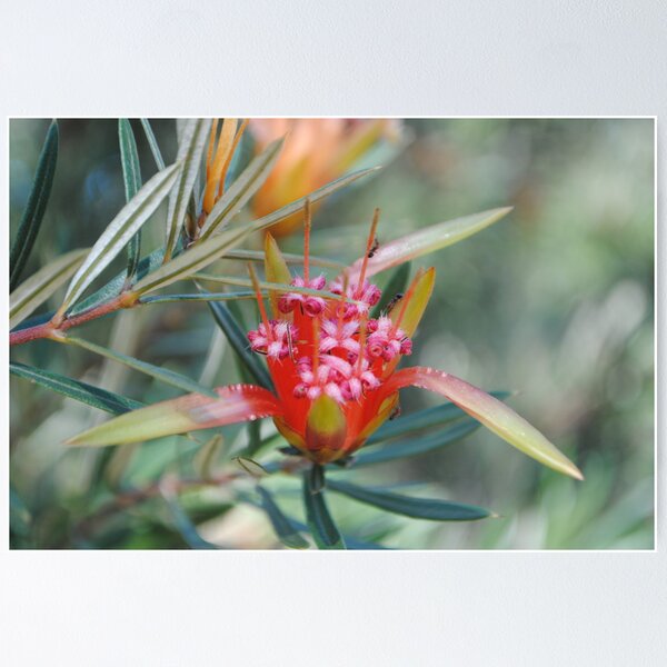 Item preview, Bush Flower designed and sold by Anna Grasso.