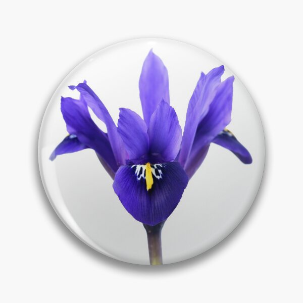 Item preview, Iris  'Palm Springs'  Reticulata   designed and sold by Chris Burrows.