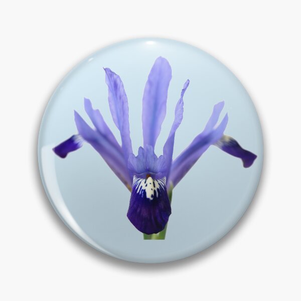 Item preview, Iris 'Fabiola' Reticulata designed and sold by Chris Burrows.
