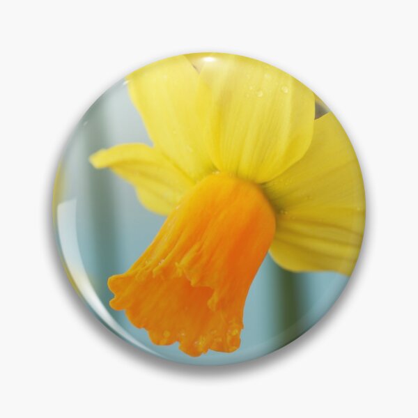 Item preview, Narcissus  'Jetfire'   AGM  Daffodil  Div.  6 Cyclamineus   designed and sold by Chris Burrows.