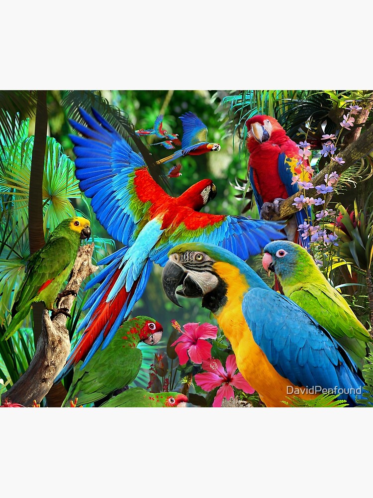 Parrots by DavidPenfound