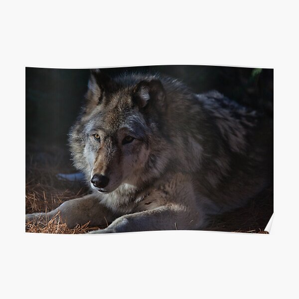 Colors of a Wolf Poster