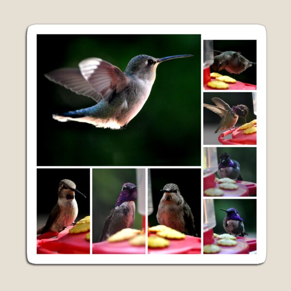 Item preview, COLLAGE OF HUMMINGBIRDS NUMBER 1 designed and sold by JAYMILO.