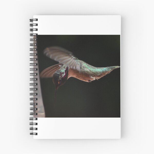 Item preview, MALE HUMMINGBIRD COSTA'S IN FLIGHT #1 designed and sold by JAYMILO.