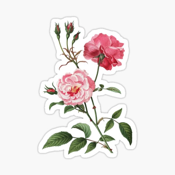 Vintage Ever Blowing Rose Botanical Illustration Sticker