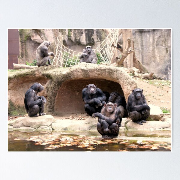 Family of chimpanzees Poster