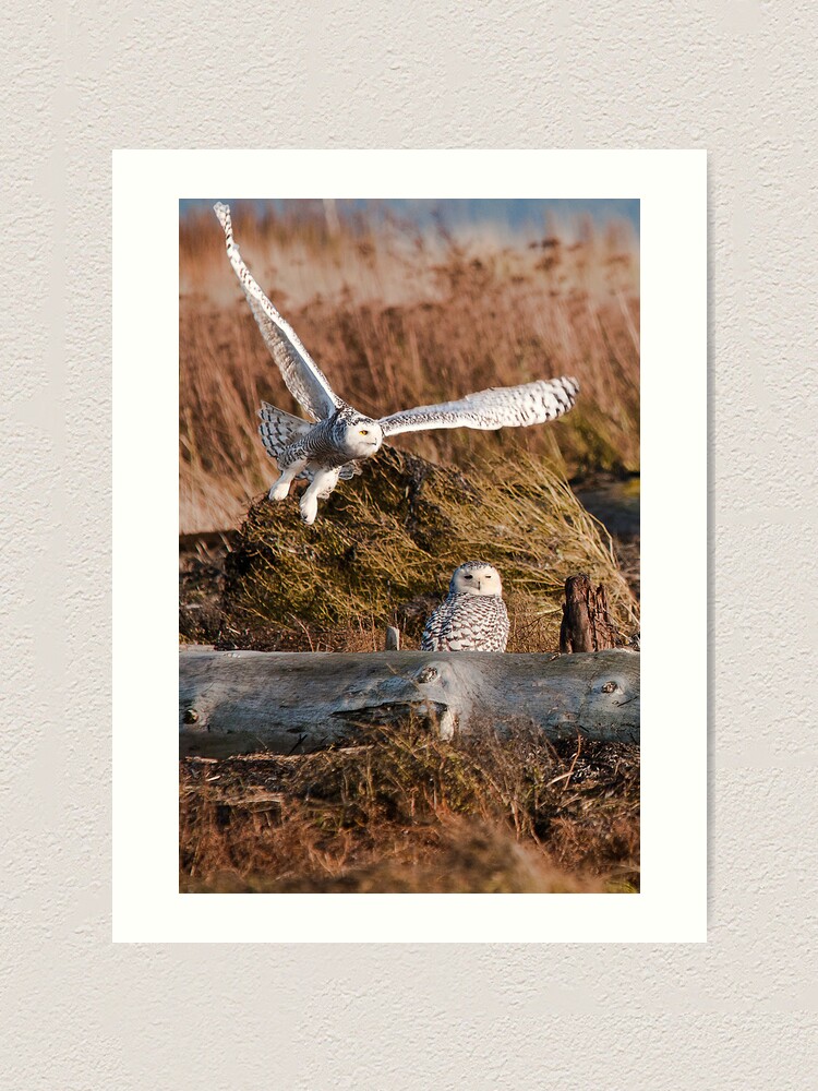 Alternate view of Snowy Owls Art Print