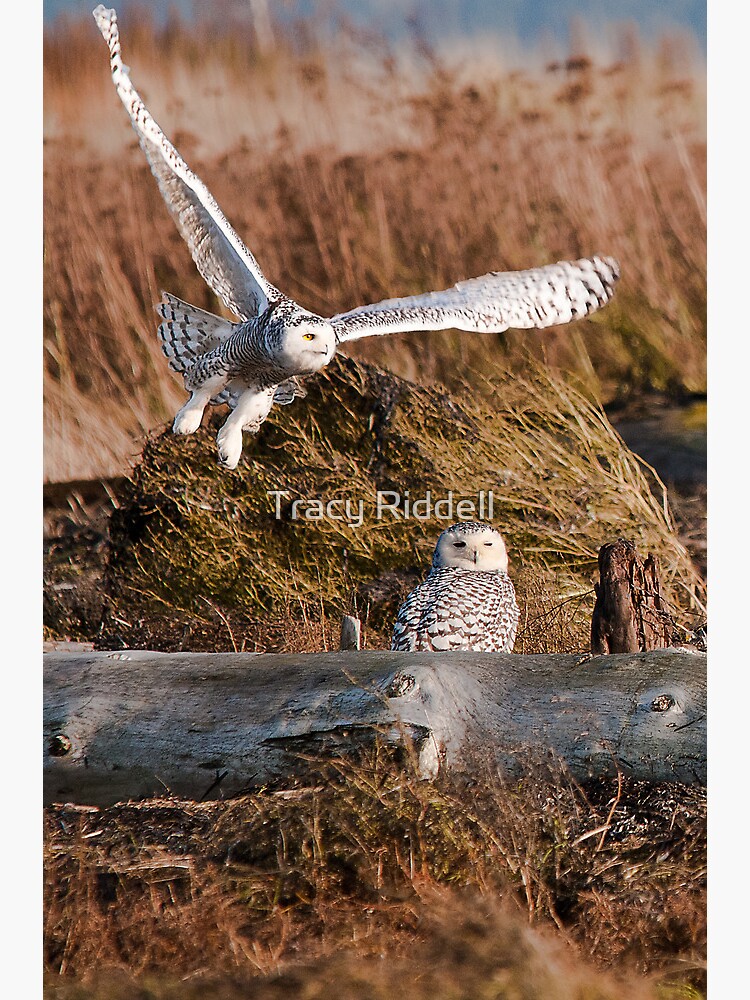 Snowy Owls by taos