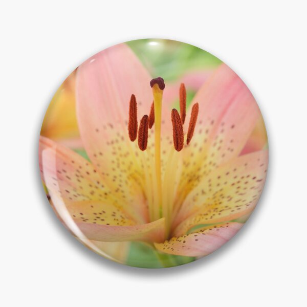 Item preview, Lilium  'Pink Pixie'  Dwarf Asiatic lily  designed and sold by Chris Burrows.