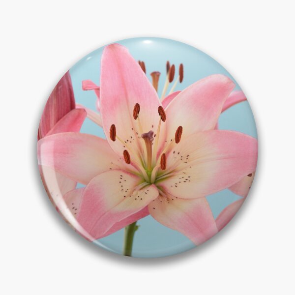 Item preview, Lilium  'Rosella's Dream'  Asiatic lily   designed and sold by Chris Burrows.