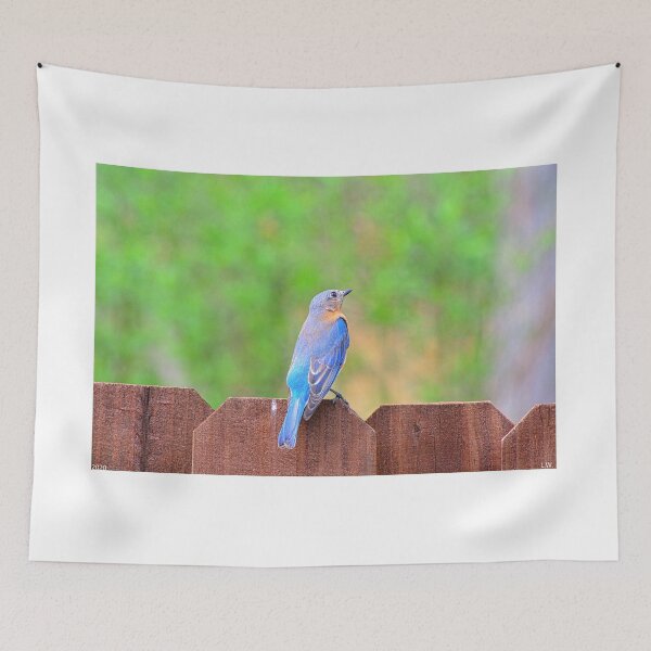 Aperçu de l'œuvre Bluebird perché créée et vendue par LisaWootenPhoto.