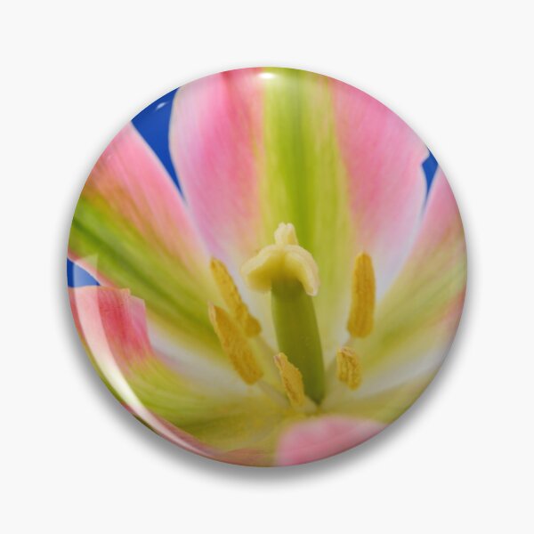 Item preview, Tulipa  'Virichic'    Viridiflora Group Tulip designed and sold by Chris Burrows.