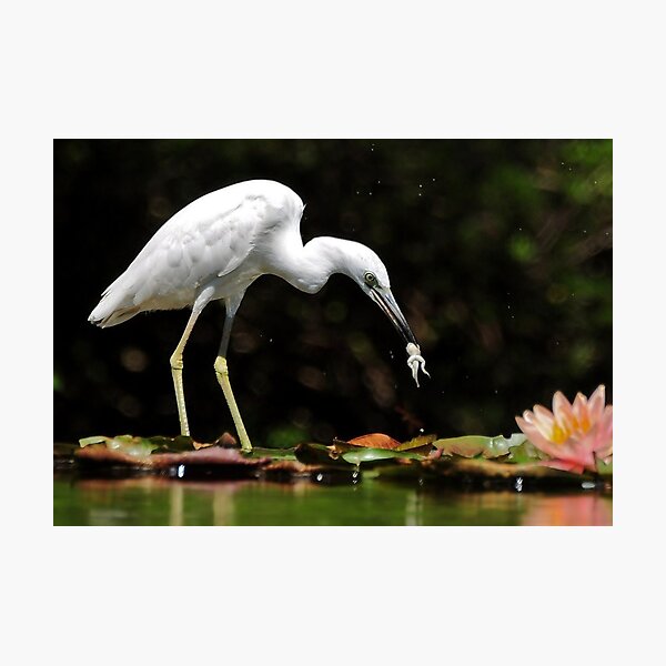 Item preview, Little Blue Heron - White Morph With Tadpole/Frog designed and sold by Kathy Baccari.