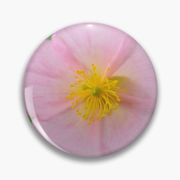 Item preview, Helianthemum  'Rhodanthe Carneum'   AGM  Rock rose  'Wisley Pink'  designed and sold by Chris Burrows.