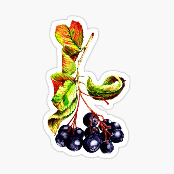 Artikel-Vorschau von beeindruckendes Aquarell von Apfelbeeren mit Blättern, designt und verkauft von AsyaTury.