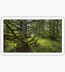 Wood Sticker