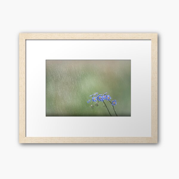 Forget Me Not in the Rain Framed Art Print