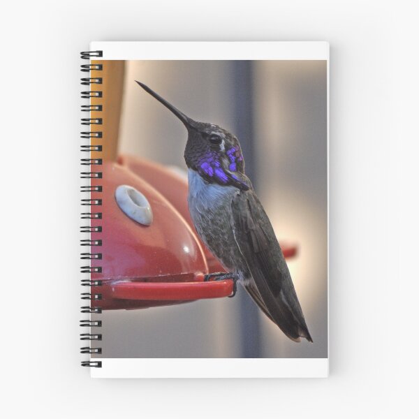 Item preview, MALE COSTA'S HUMMINGBIRD ON FEEDER designed and sold by JAYMILO.