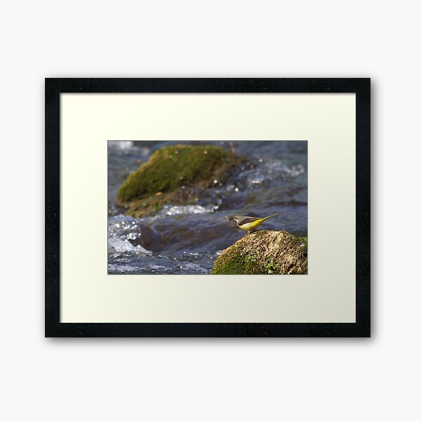 The Fly Fishing Master Framed Art Print