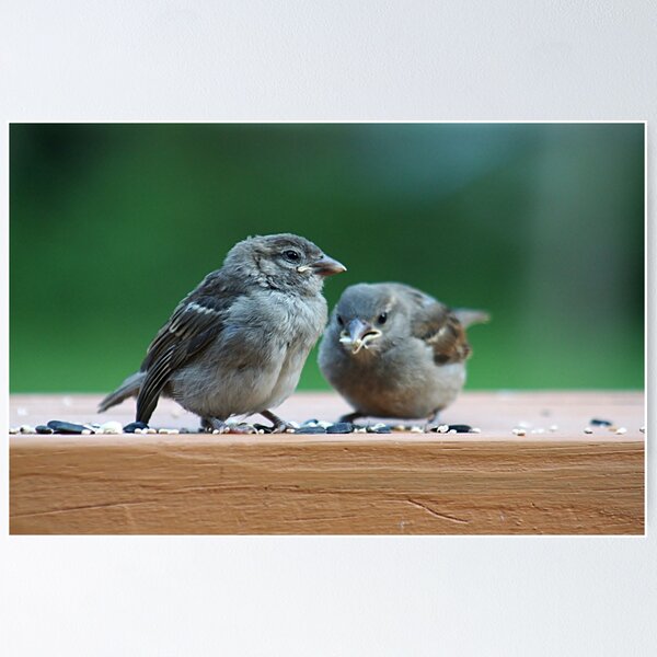 Item preview, Two baby sparrows designed and sold by Linda Crockett.