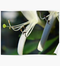 Honeysuckles In Tandem Poster