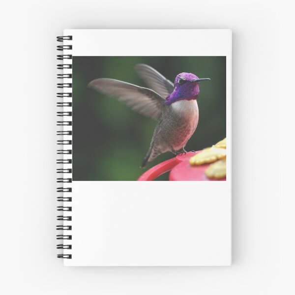 Item preview, SHOWOFF COSTA'S HUMMINGBIRD ON PERCH designed and sold by JAYMILO.