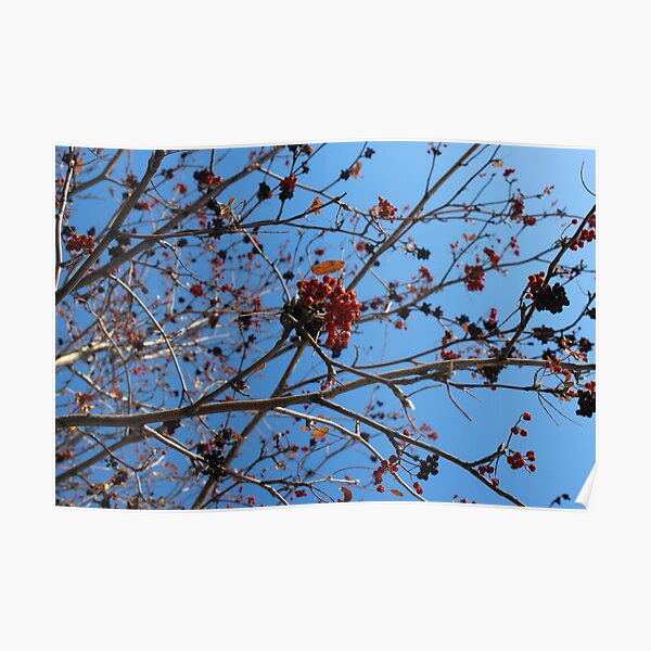 Berries in Winter Poster