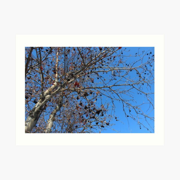 Winter's Tree Art Print