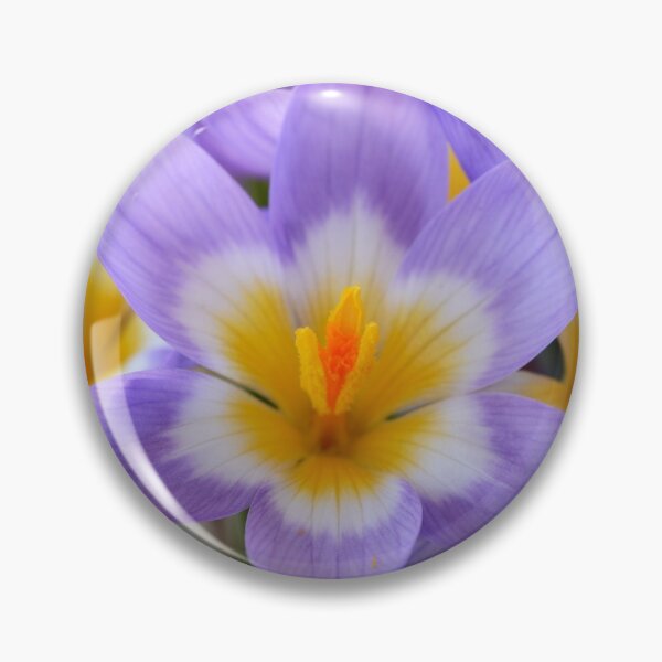 Aperçu de l'œuvre Crocus sieberi subsp. sublimis & Tricolore & # 39; AGM Crocus Sieber de trois couleurs créée et vendue par Chris Burrows.