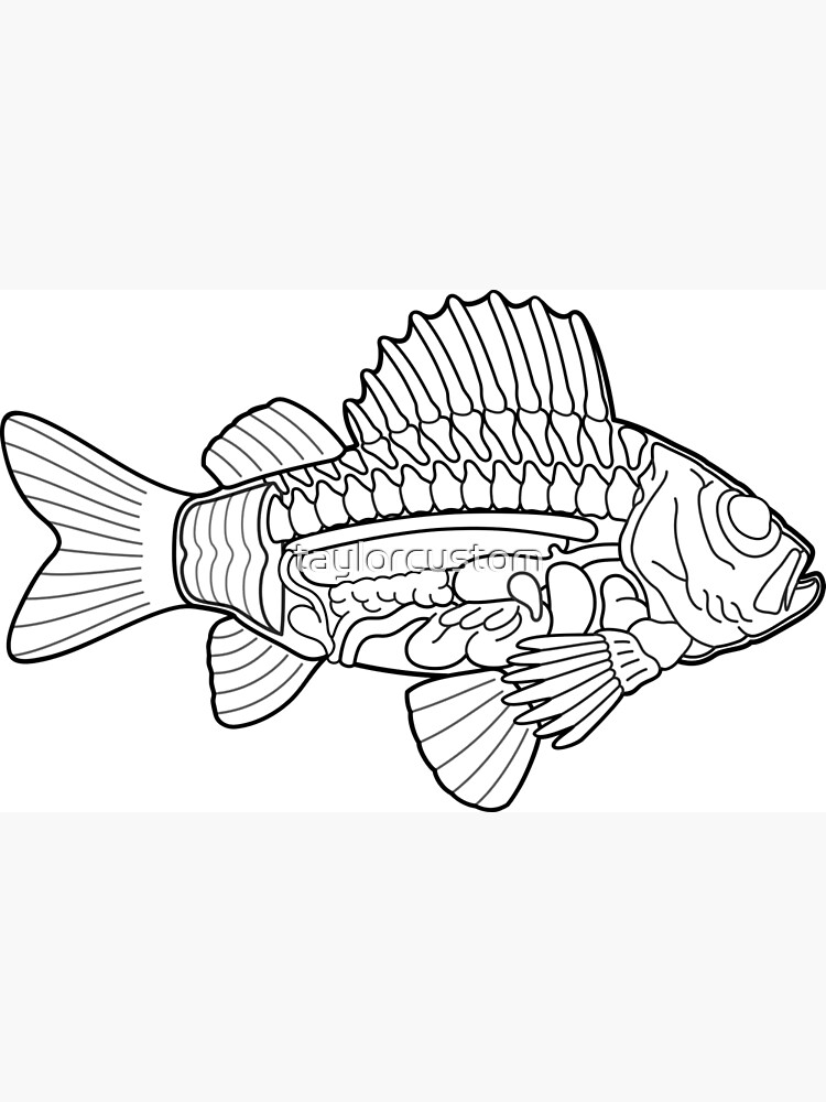 Fish Anatomy Ichthyology Line Drawing Photographic Print for Sale by  taylorcustom