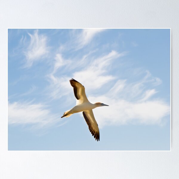 Item preview, gannet flying designed and sold by Anne Scantlebury.