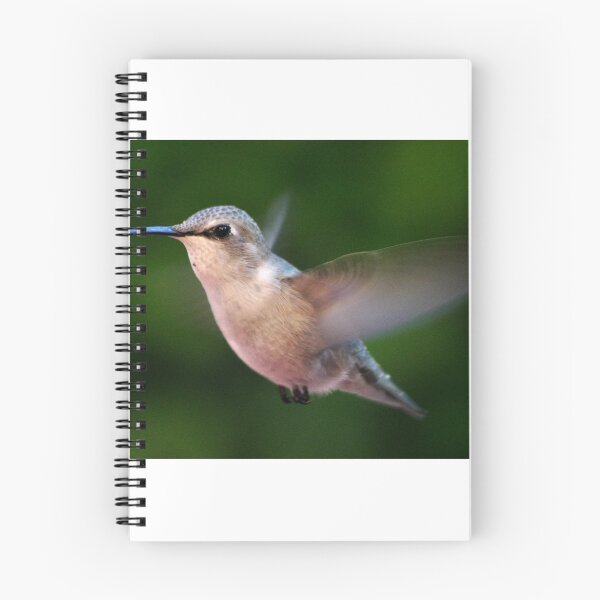 Item preview, FEMALE ANNA'S HUMMINGBIRD IN FLIGHT designed and sold by JAYMILO.