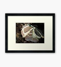 Craked Top Framed Print